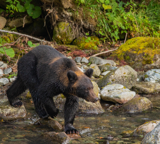 Shiretoko Brown Bear Watching Cruise