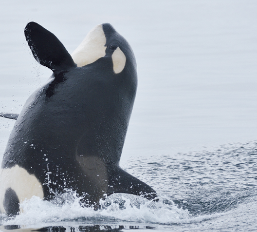 Rausu Killer Whale & Whale Watching