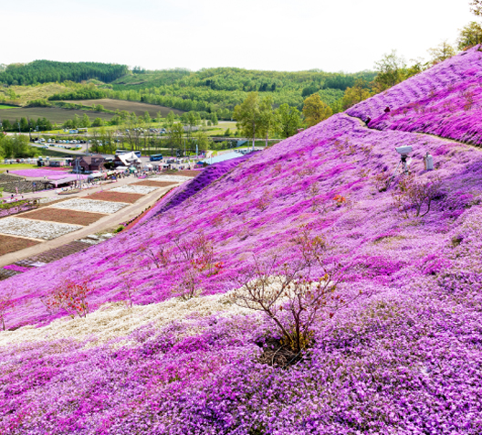 Higashimokoto Shibazakura Park
