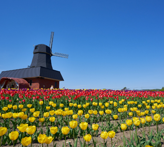 Tulips in Kamiyubetsu