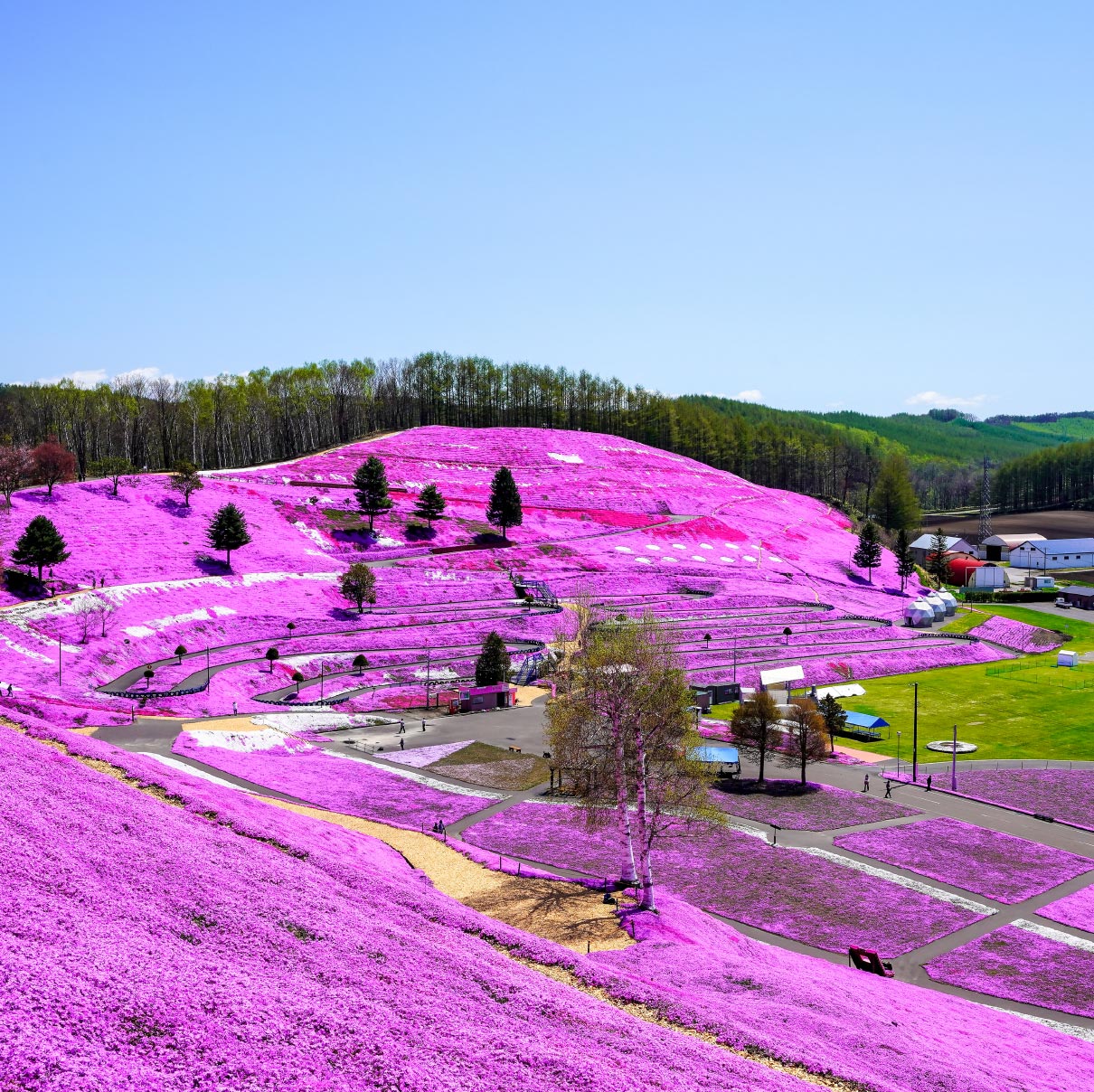 Higashimokoto Shibazakura Park