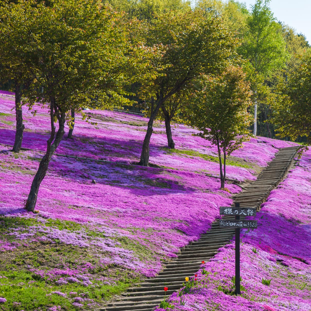 Moss phlox at Takinoue Park