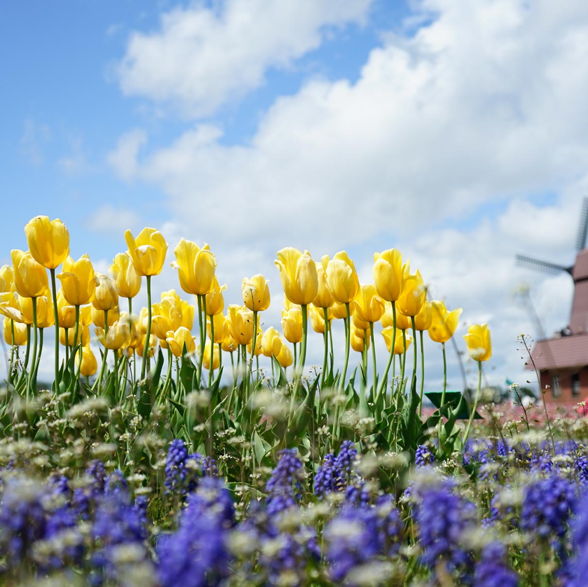 Kamiyubetsu Tulip Park