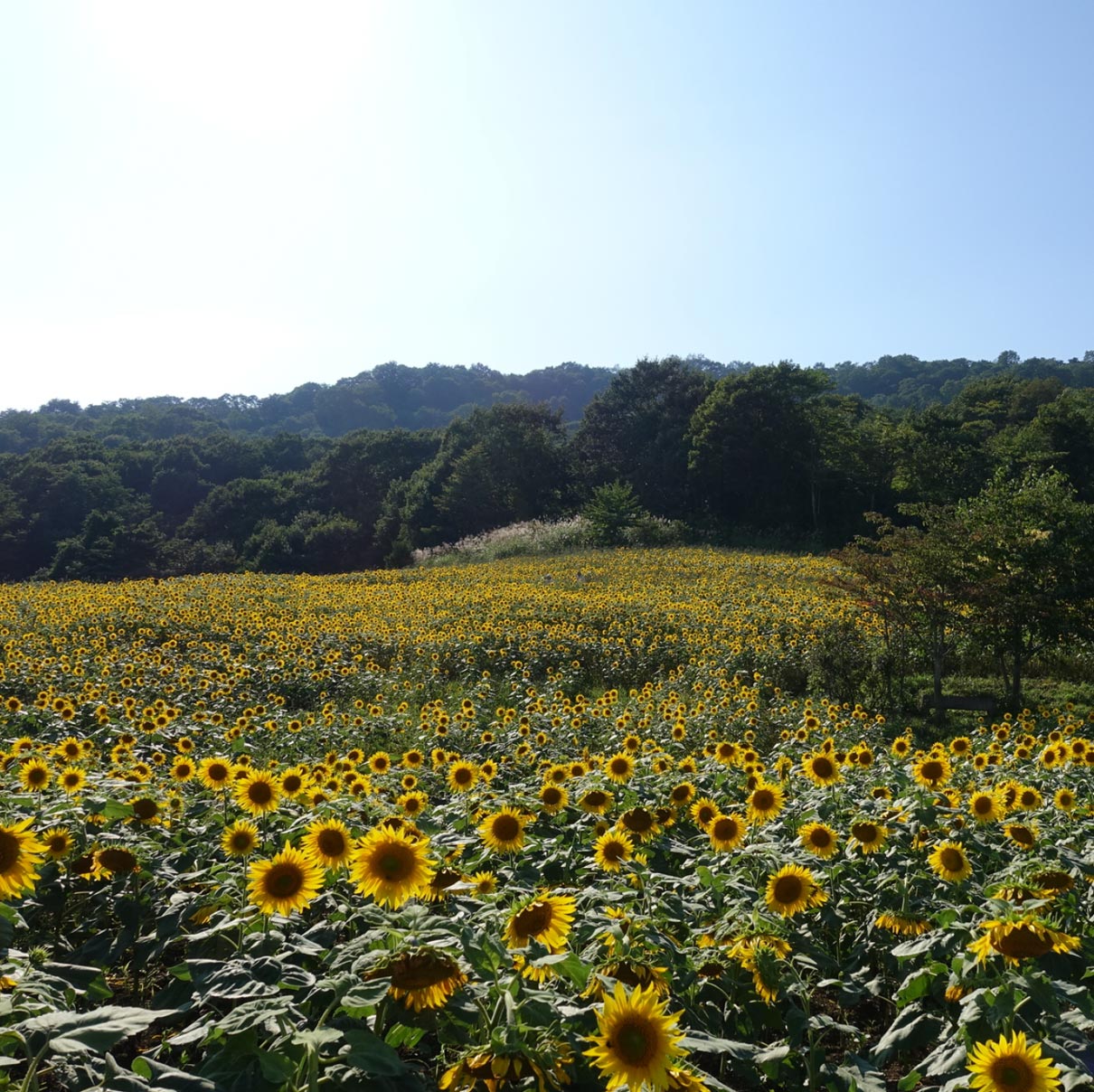 Sunflowers in Omagari Park