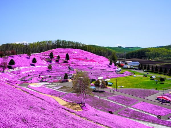 HOKKAIDO IN SPRING - A DATE WITH SHIBAZAKURA