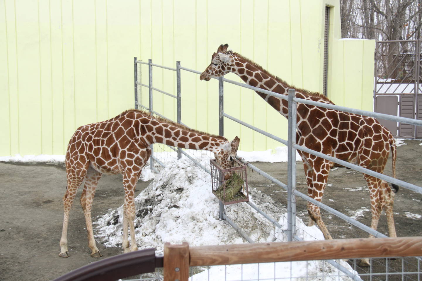 釧路市動物園　ー　家族旅行におすすめの道内最大の動物園