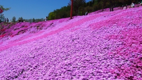 見渡すかぎりのピンクの丘、滝上の芝桜