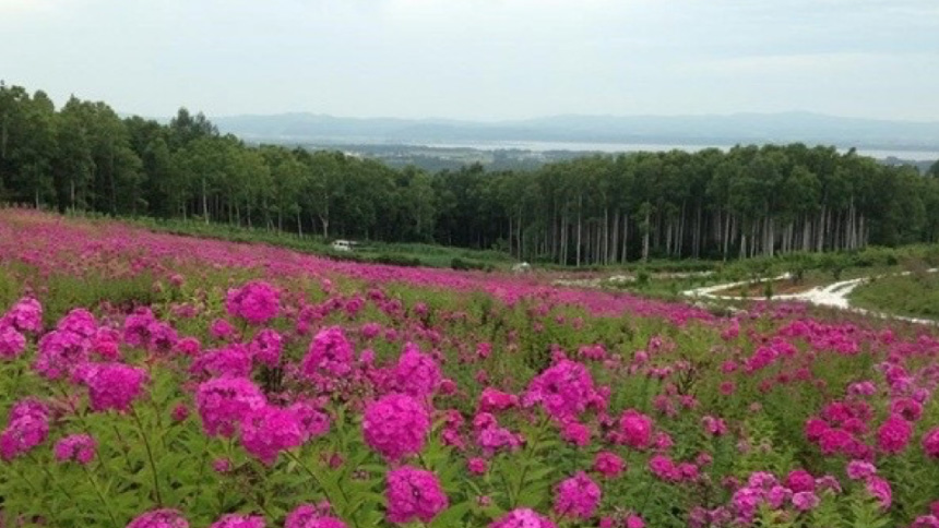 絶景と花に感動!網走の花スポットまとめ。