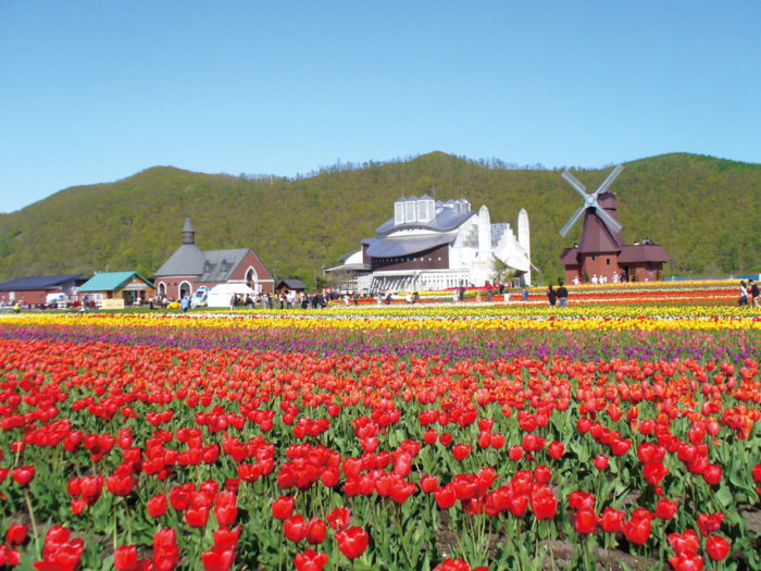 The route of the spring unique. Shibazakura ＆Tulip 【Sounkyou→Takigami→Kamiyubetsu→Abashiri】