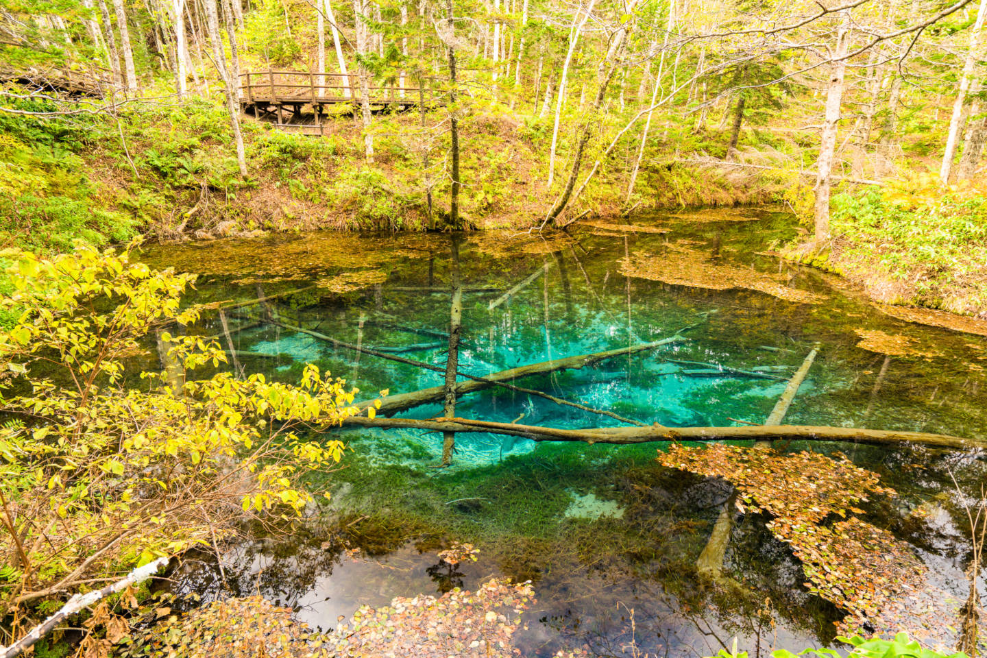 神の子池　ー　森に佇む神秘的なコバルトブルーの泉｜清里町